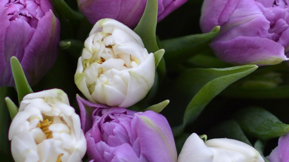 Bunchov flowers